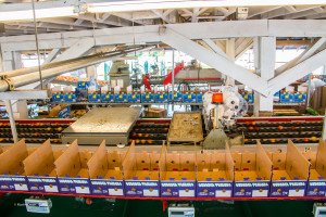 The packing line from the visitor center