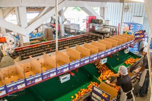 Packing Peaches