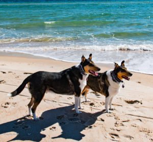 Two smooth Collies enjoy the beach on St. George Island, Florida